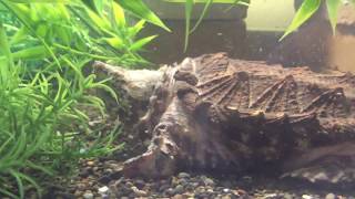 Hypo Alligator Snapping Turtle Unboxing [upl. by Eustazio]