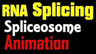 RNA Splicing Animation  spliceosome mediated splicing [upl. by Asial]