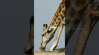 Giraffe With Oxpecker Birds Drinking Water Wincent GHqL2 wildlife nature giraffe [upl. by Eenal]