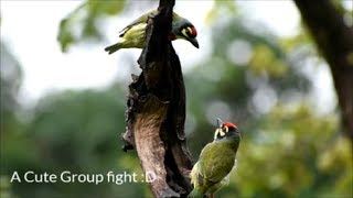 Coppersmith barbet Natures Beautiful Creation Anushaktinagar Mumbai HD [upl. by Casabonne221]