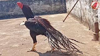 Parrot beak long tail amp temper tail males  7093717284 all types of aseel breeds  Nayak Aseel farm [upl. by Biron]