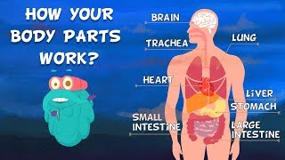 How Do Your Body Parts Work  Non Stop Episodes  The Dr Binocs Show  PEEKABOO KIDZ [upl. by Ranee]