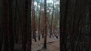 Pine forest Kodaikanal [upl. by Rengia]