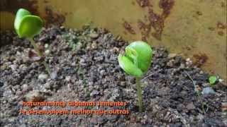 Pau Brasil  caesalpinia echinata plantio e germinação [upl. by Eiderf]