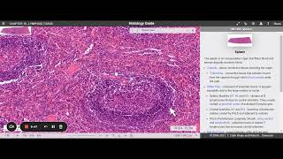 Aula  Histologia do Baço  Histology Guide [upl. by Nnyroc]