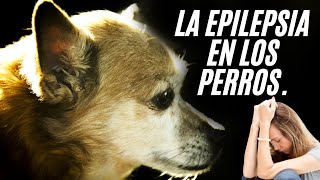 Epilepsia en Perros  IMÁGENES MUY FUERTES [upl. by Spaulding216]