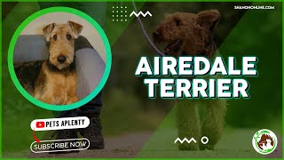 Airedale Terriers The Dog You Cant Afford to Ignore [upl. by Duleba]