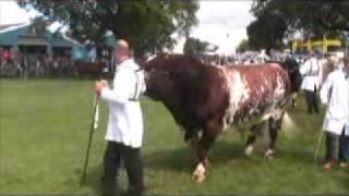 Royal Show 2008  beef interbreed championship [upl. by Ethyl]