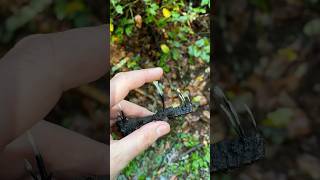 🕯️ snuff fungi asmr nature [upl. by Ylim]