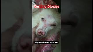 Cushing Disease in Spitz Dog [upl. by Ahteral]