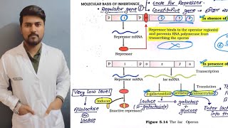 LAC OPERON  REGULATION OF GENE EXPRESSION  NCERT LINE BY LINE  neet2024 boardexam [upl. by Aihsad211]