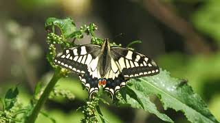 Swallowtails Hickling Broad Norfolk [upl. by Gustavus]