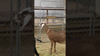 Funny goat yelling screaming for help [upl. by Meean]