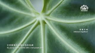 ［ 華麗花燭 Anthurium magnificum ］ PIBI GARDEN植物圖鑑012 [upl. by Canute]