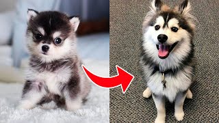 POMSKY DOGS  YES or NO What Do You Thing [upl. by Knoll]