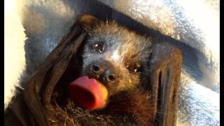 Rescuing a baby flyingfox hanging on a fence this is Spirit [upl. by Aksoyn]