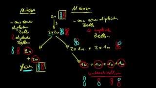 Genetik 3 Unterschied von Mitose und Meiose [upl. by Prentice]