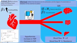 Inotropes and vasopressors Which one to pick  part 1 [upl. by Leotie]