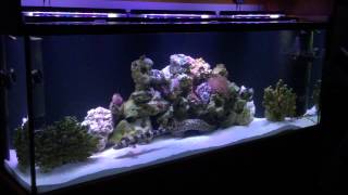 White spotted bamboo cat shark and Tessalata eel part 1 [upl. by Audrye]