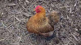 New PEKIN BANTAM joined our flock 🐔 Cute Chickens Bonding bantamchickens cutechicken chicken [upl. by Htehpaj]