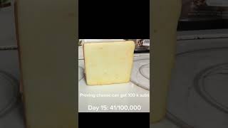 Proving cheese can get 100k subs day 15 41100000 [upl. by Pence772]