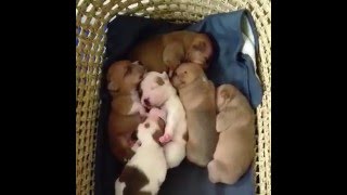 2w old Staffordshire Bull Terrier Puppies Mum and Dad [upl. by Jansen108]