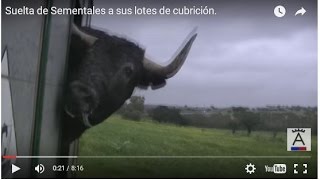 Suelta de Sementales a sus lotes de cubrición [upl. by Attennek]