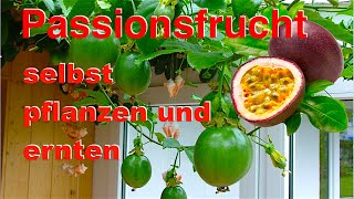 Passionsfrucht selbst pflanzen und ernten [upl. by Akema]