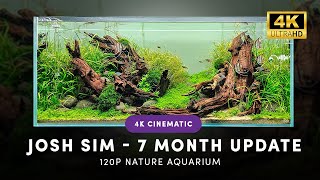 JOSH SIM AQUASCAPE 7 MONTHS ON IN THE HORIZON AQUATICS GALLERY 4k [upl. by Acirred]