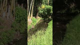 Sinuous stream line with crickets 🦗 森の音 nature [upl. by Phalan244]