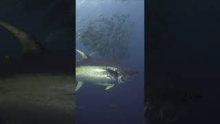 Massive yellowfin tuna takes a look at diver at Roca Partida Socorro ocean diving underwater [upl. by Atrahc]