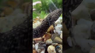 The Ornate Bichir Fish or Dragon 🐠 🐉 fish amazing pets aquarium dragon cool fishtank [upl. by Spiros]