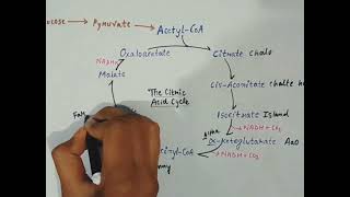 Krebs Cycle Trick youtube video [upl. by Fairweather]