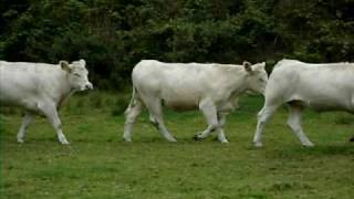 WHITE COWS WALKING PAST [upl. by Alli]