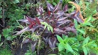 Persicaria microcephala propagation by cuttings [upl. by Brunell]