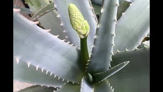 Las flores comestibles del aloe vera  Cómo consumirlas  RECETA [upl. by Devondra]