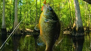 Spring Bream fishing  Bluegills and Red Ear Shell Cracker [upl. by Eitsyrhc]