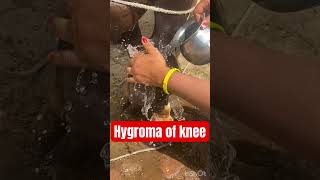 Hygroma of knee in cow l dr Umar Khan [upl. by Ford]