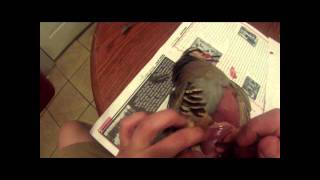 GLORIOSO WILDLIFE MOUNTS TAXIDERMY CHUKAR SKINNING GO PRO VIDEO [upl. by Jacobs]