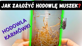 Jak Założyć Hodowlę Muszek Owocowych do Karmienia 🪰 Poradnik dla Hodowców [upl. by Skyla]