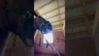 This is Hilarious 😂 What is he doing 😂😂😂 I Love ❤️ this Horse 😅♥️😅 [upl. by Hultgren]