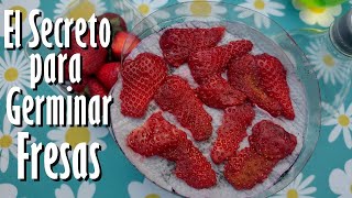 Te cuento el SECRETO para Germinar FRUTILLAS con éxito [upl. by Etnoed]