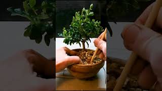 Ligustrum Privet bonsai short [upl. by Rukna837]