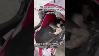 небольшая лялька🤣🤣🤣😅🤣😅😅🤣 automobile kitte cat kitts memes funny kittencomedy cutekitt [upl. by Anahahs]