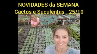 NOVIDADES da SEMANA  Cactos e Suculentas  2503 [upl. by Sesylu]