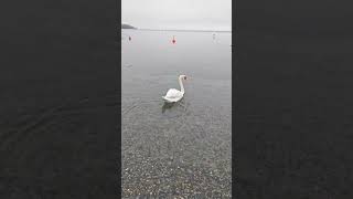 Wasserburg Bayern Germany travel хочуиеду swan world see germany history holiday lake [upl. by Amada785]