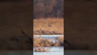 Waterfowl Migration [upl. by Charters]