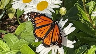 Monarch Butterfly Flight in Slow Motion Figure Eight Wingtip Trace amp Flexible “Fabriclike” Wings [upl. by Ayahc855]