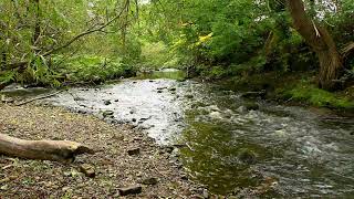 Water of Leith September 29 2024 [upl. by Yrot]