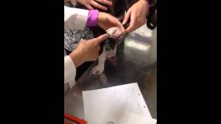 Demodex Skin Scrape on a Dog [upl. by Annoed464]